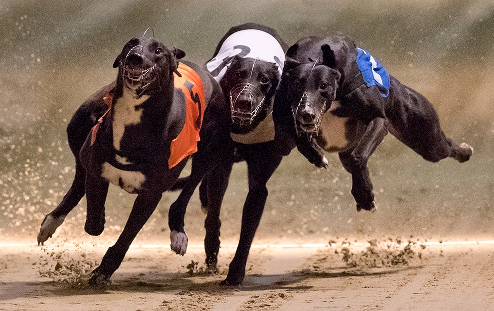 Greyhound-Racing-dogs